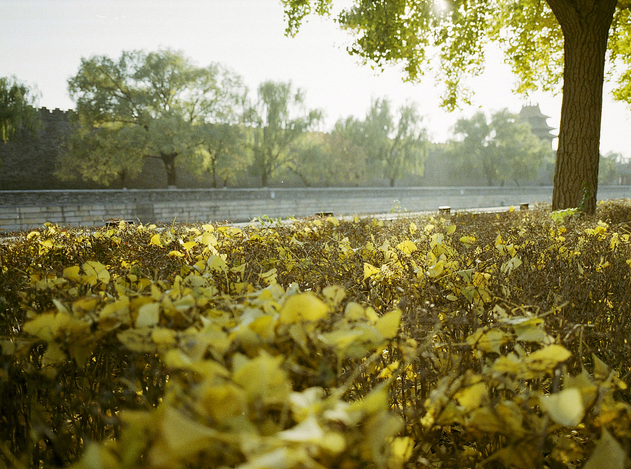 这秋 | 胶片摄影
