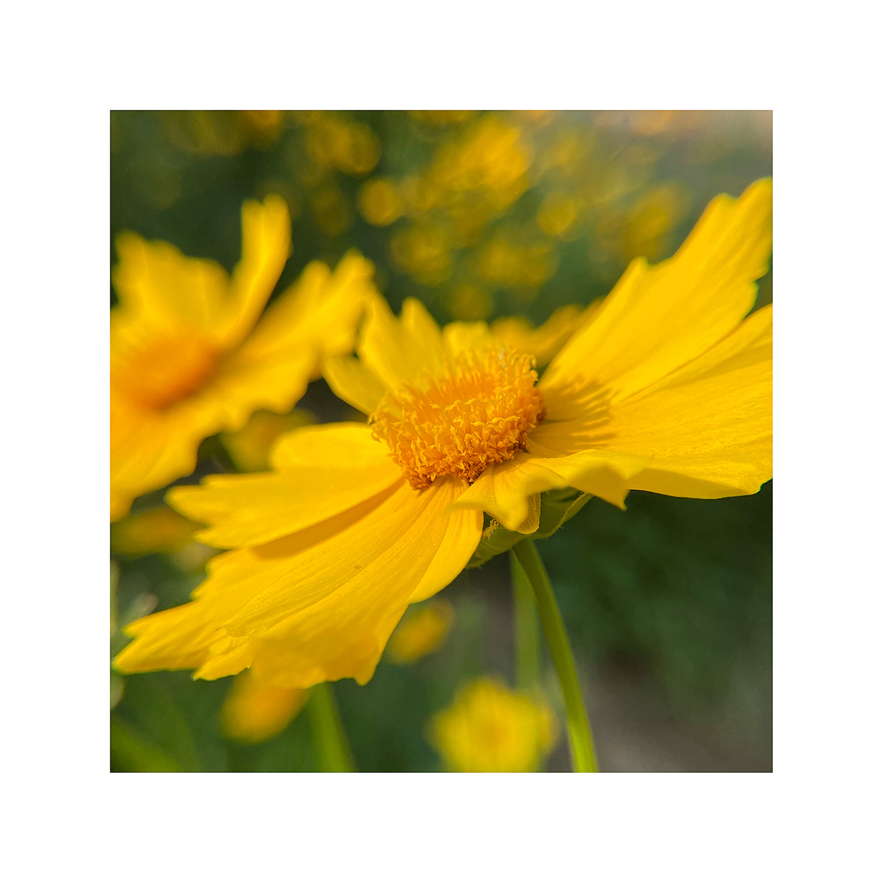 花花草草虫虫|手机摄影(二)