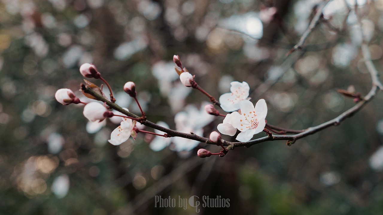 旧金山拍摄 I 扫街