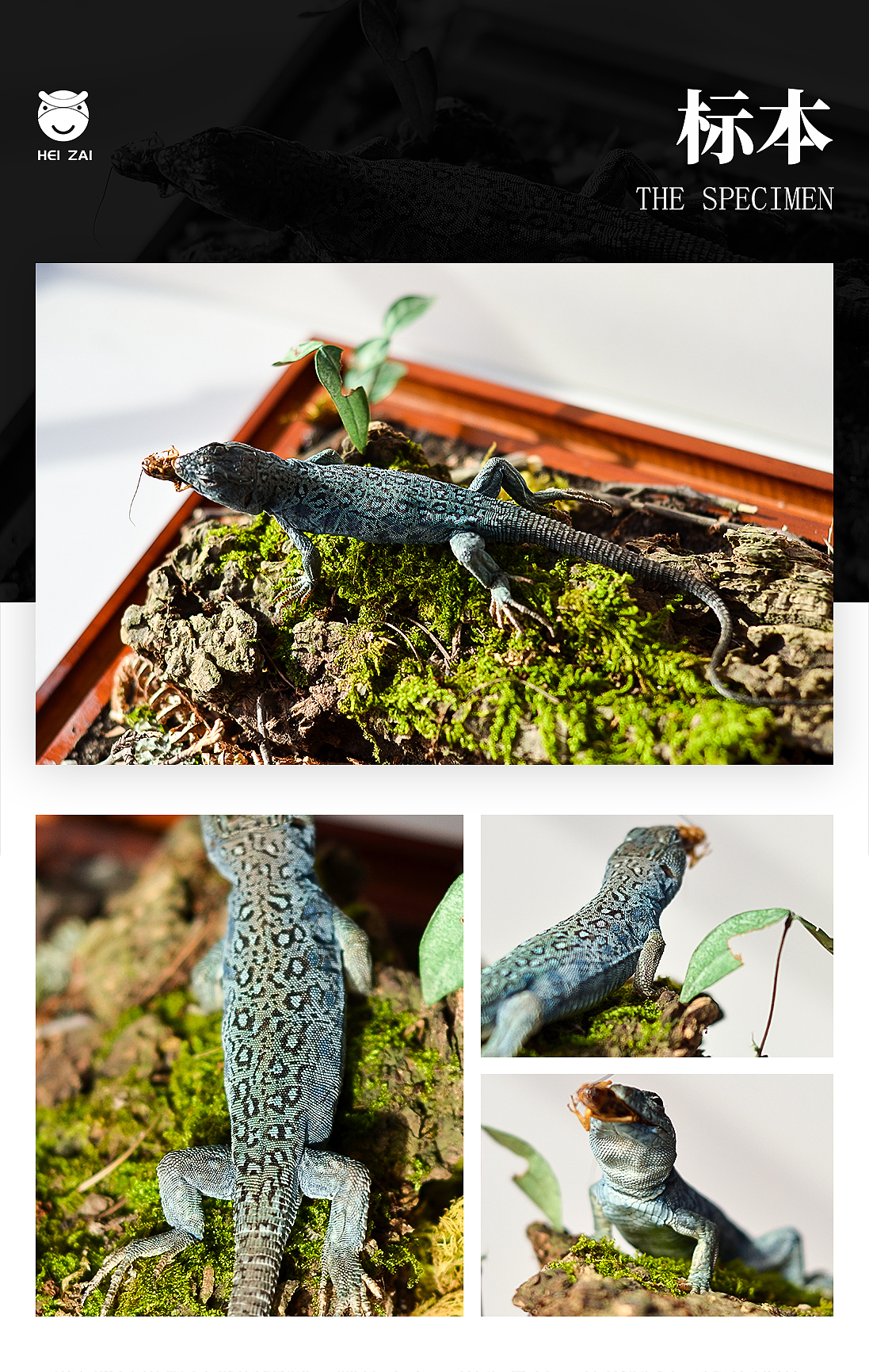 欧洲蓝斑蜥蜴生态标本