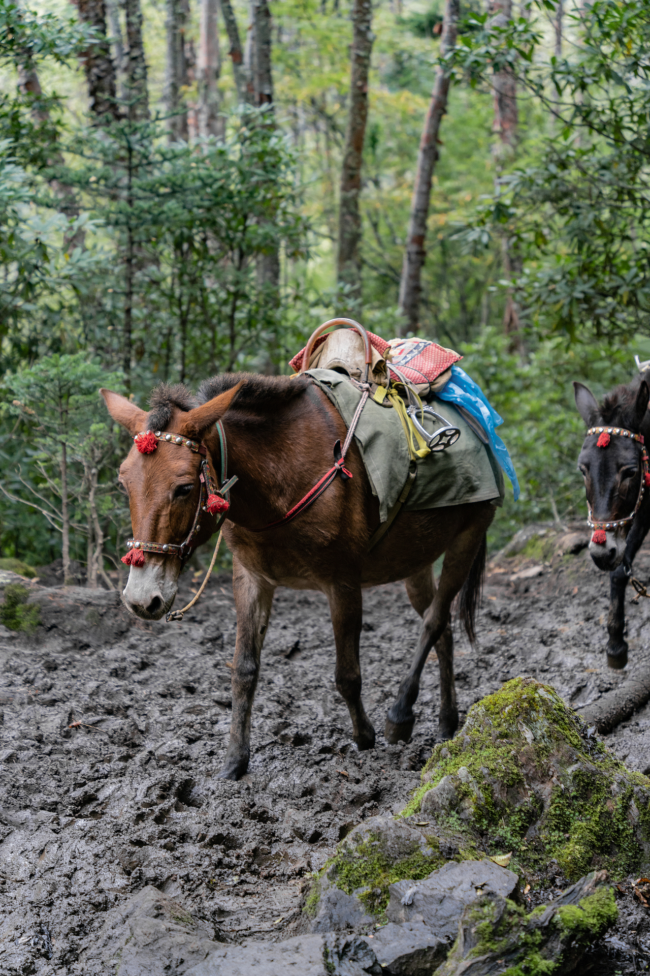烂泥路 心疼骡子大哥 是真的心疼 太可怜了