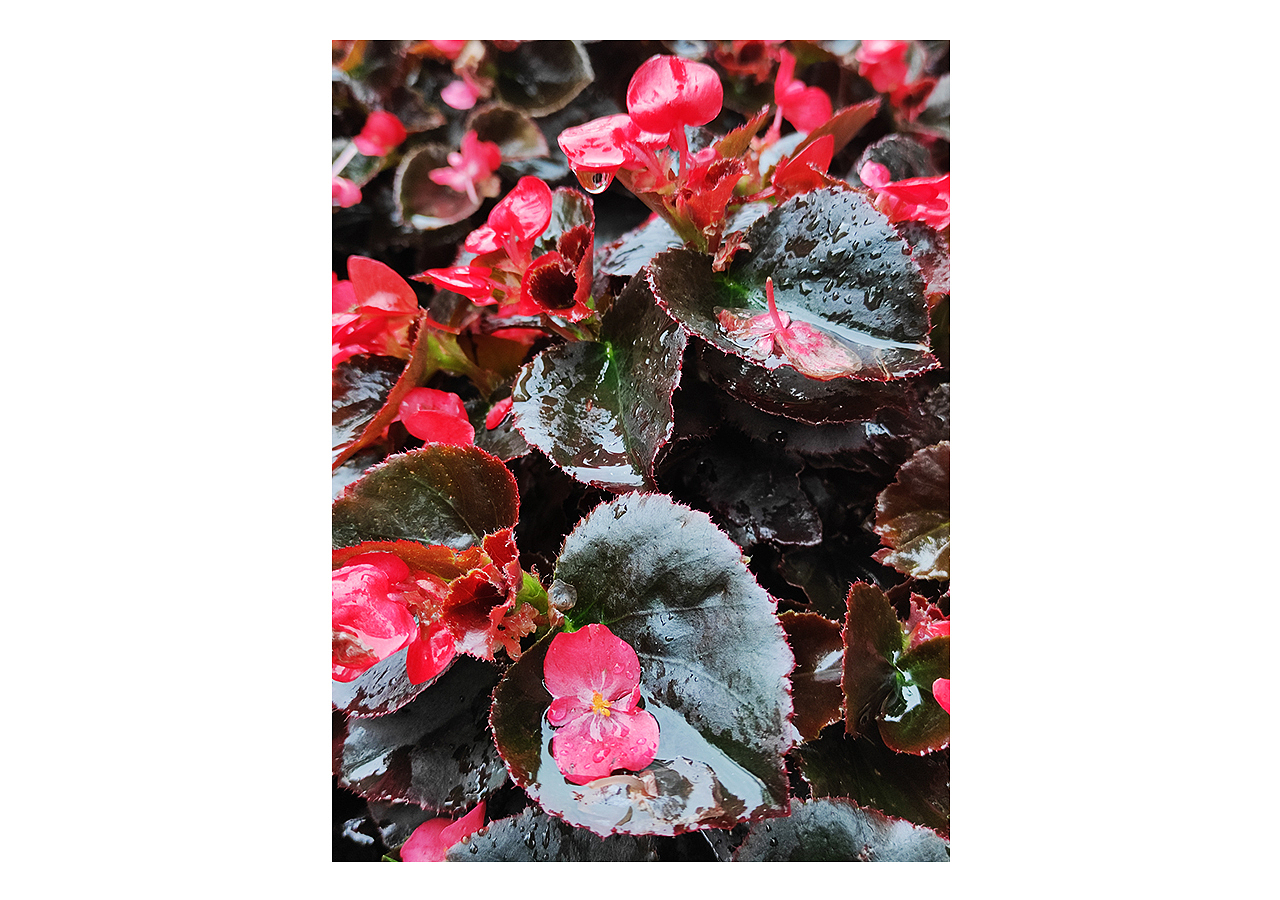 手机摄影 | 雨天的植物随拍