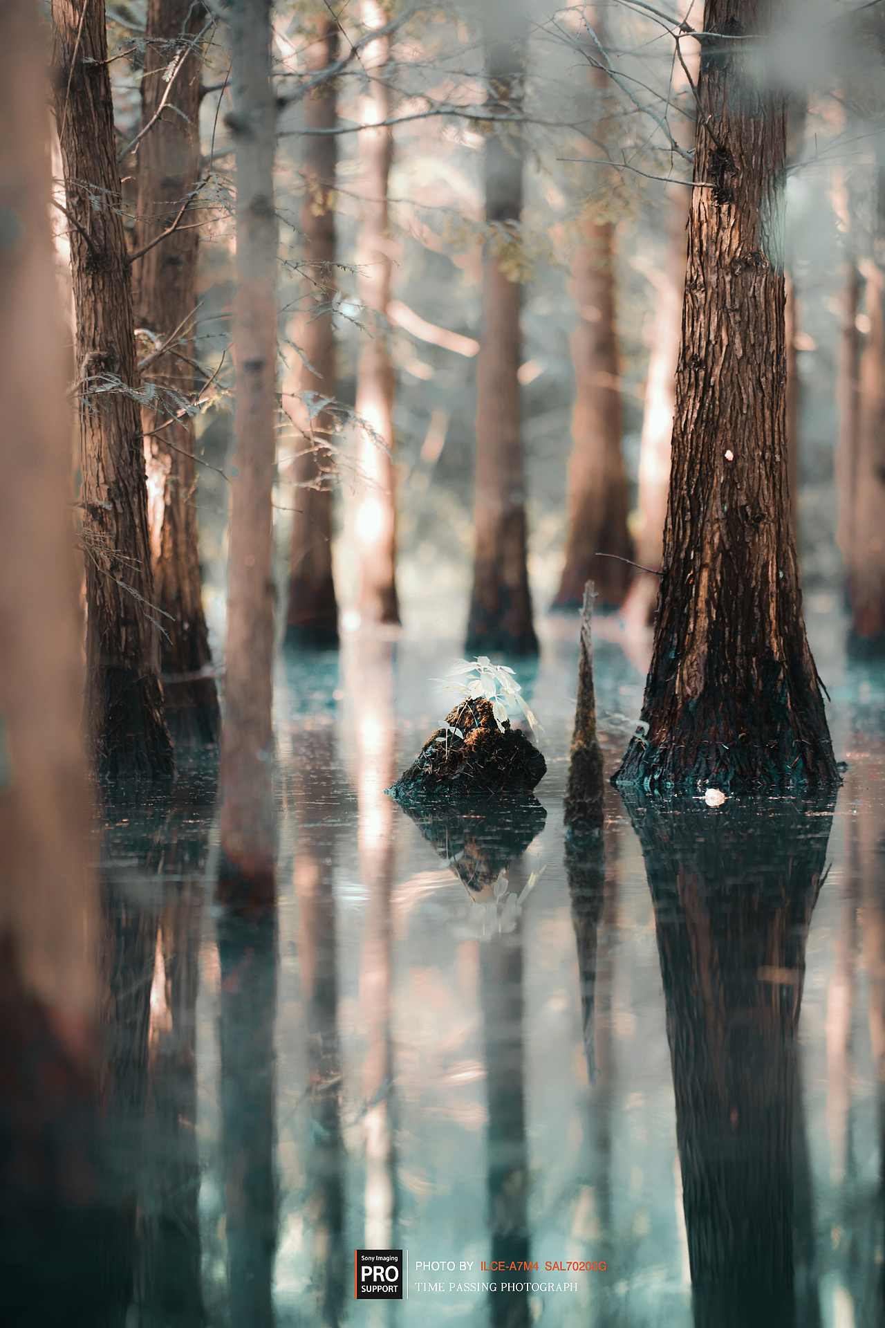 湿地密林（图ZMzUzNDIxNjI0） - 风光摄影 - 站酷设计师XdeppX原创素材 - 站酷ZCOOL