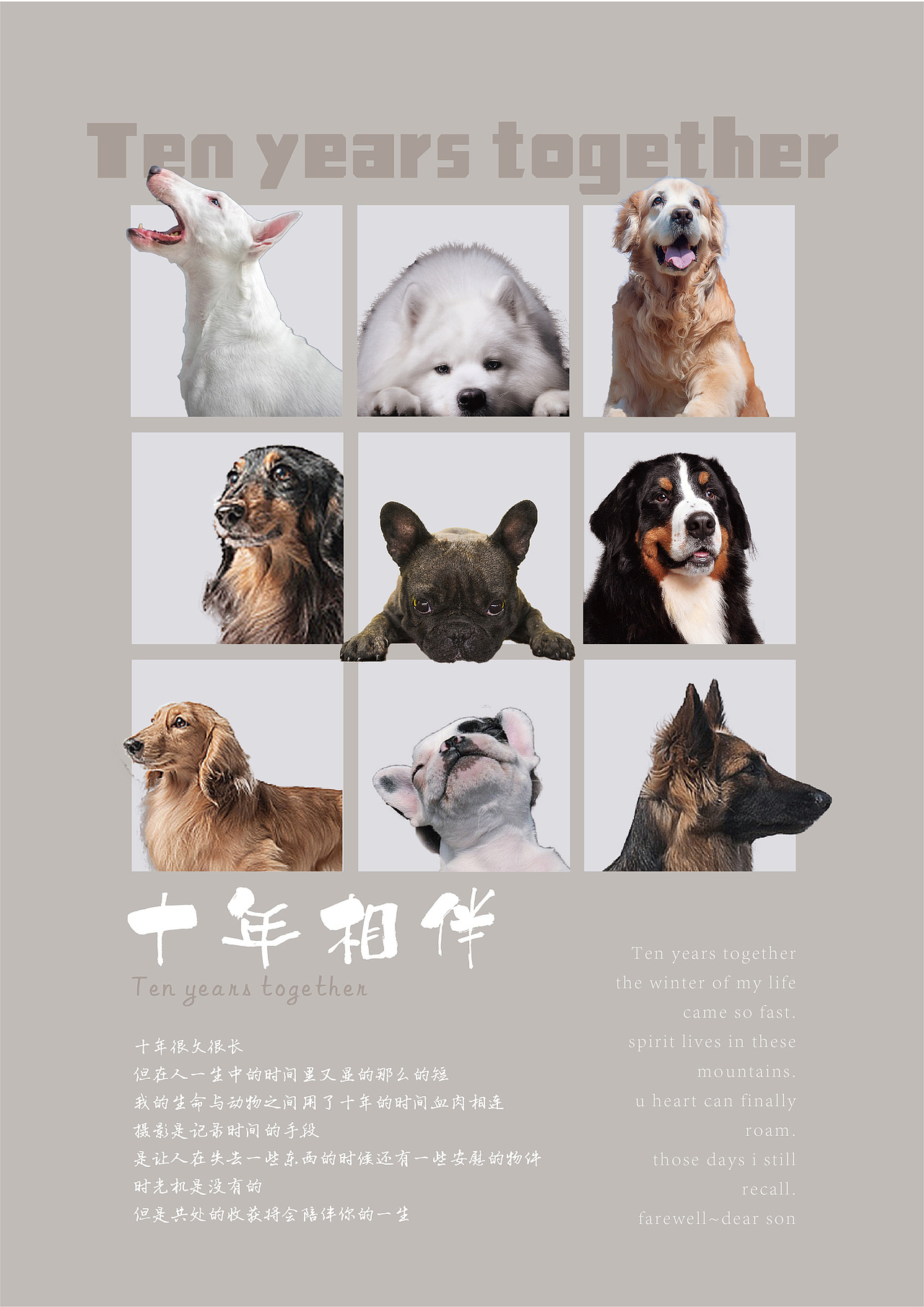 宠物主题不同海报排版练习