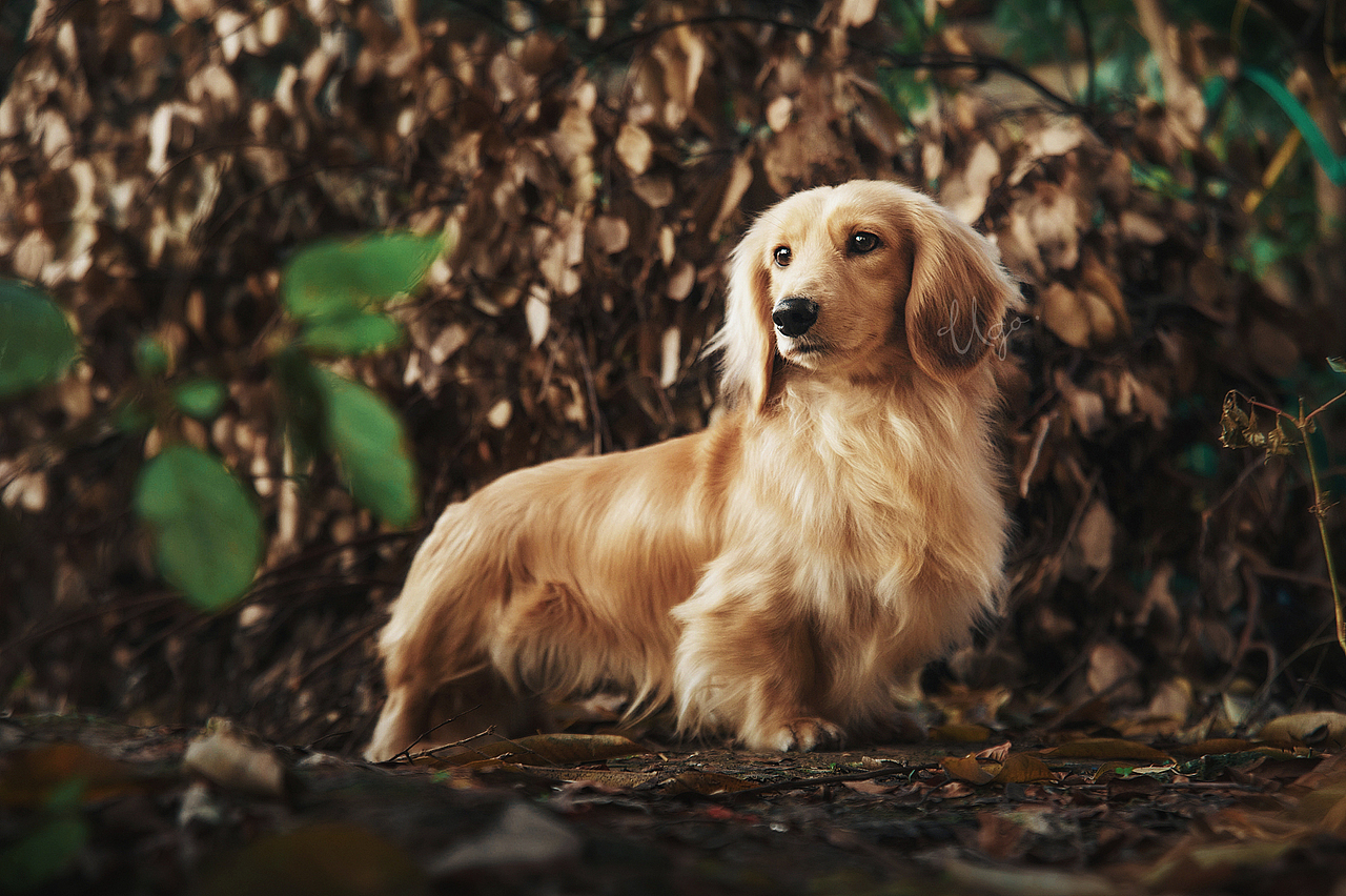 Gorgeous表达【动物摄影师何某某个人作品33】