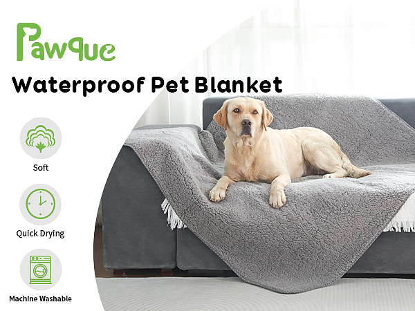 宠物泳衣拍摄产品广告毛毯摄影视频亚马逊制作主图拍照