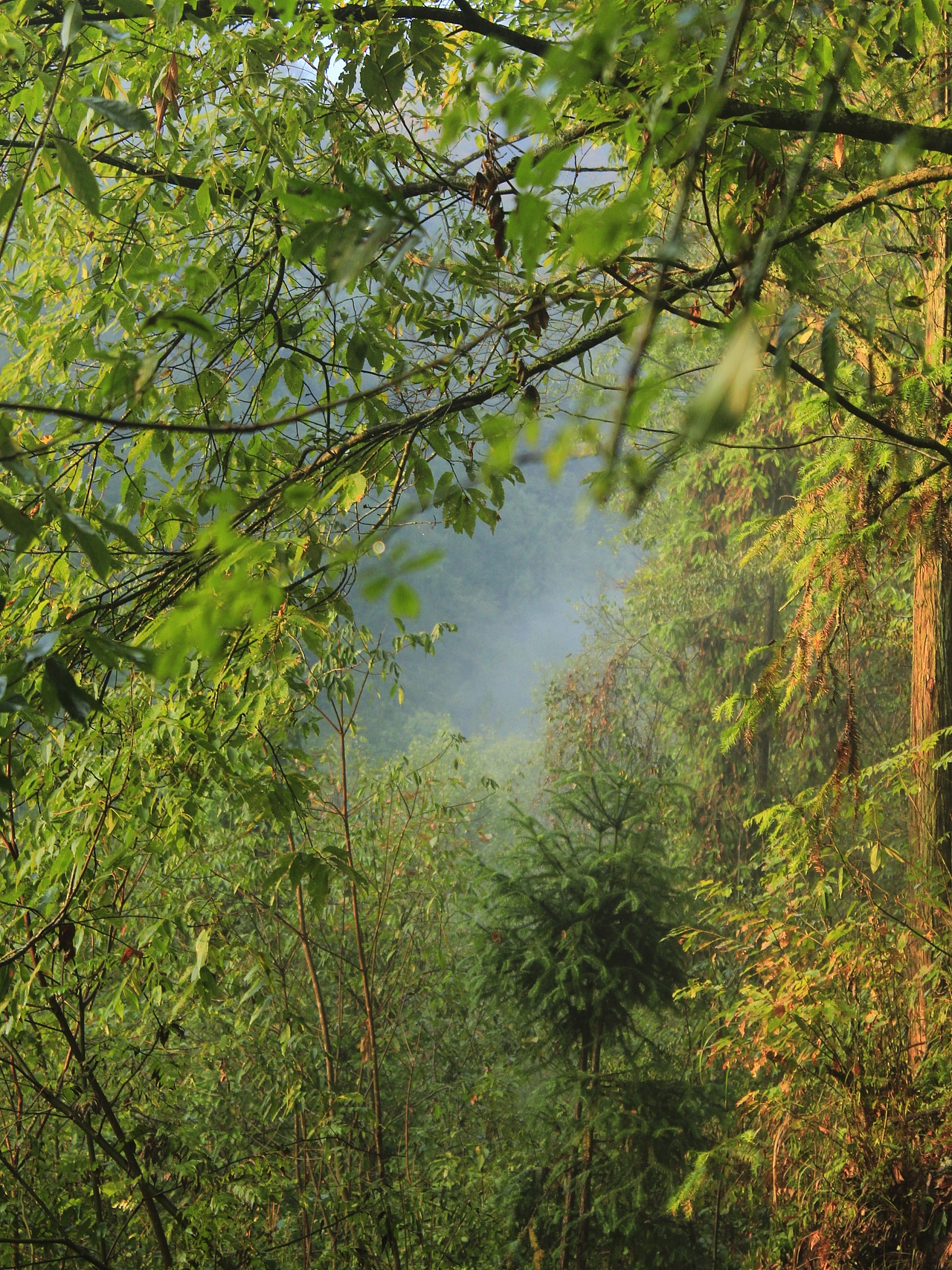 原始森林的静谧感