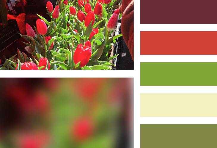 绿配红好看吗 02012c5865ec48a8012060c83ca117.jpg