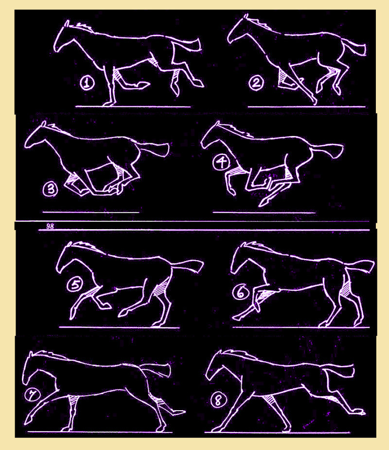 动物跑步分解图图片