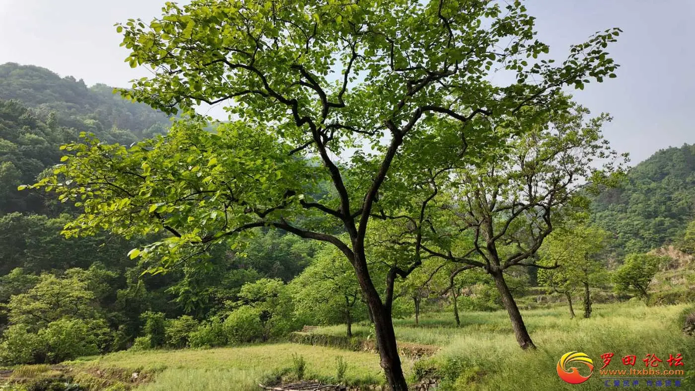罗田向导蔡世峰，龙潭沟大峡谷欢迎你