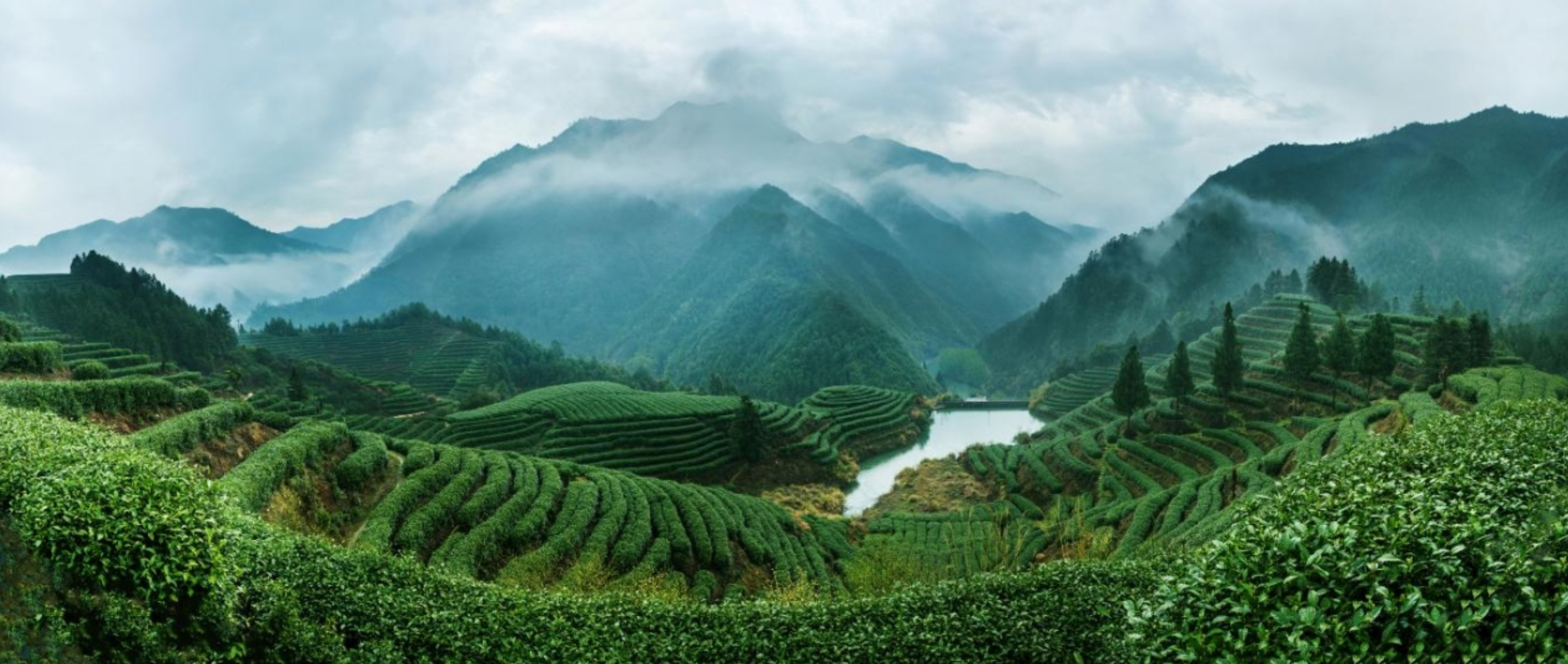 开化龙顶50万大奖求"包装"