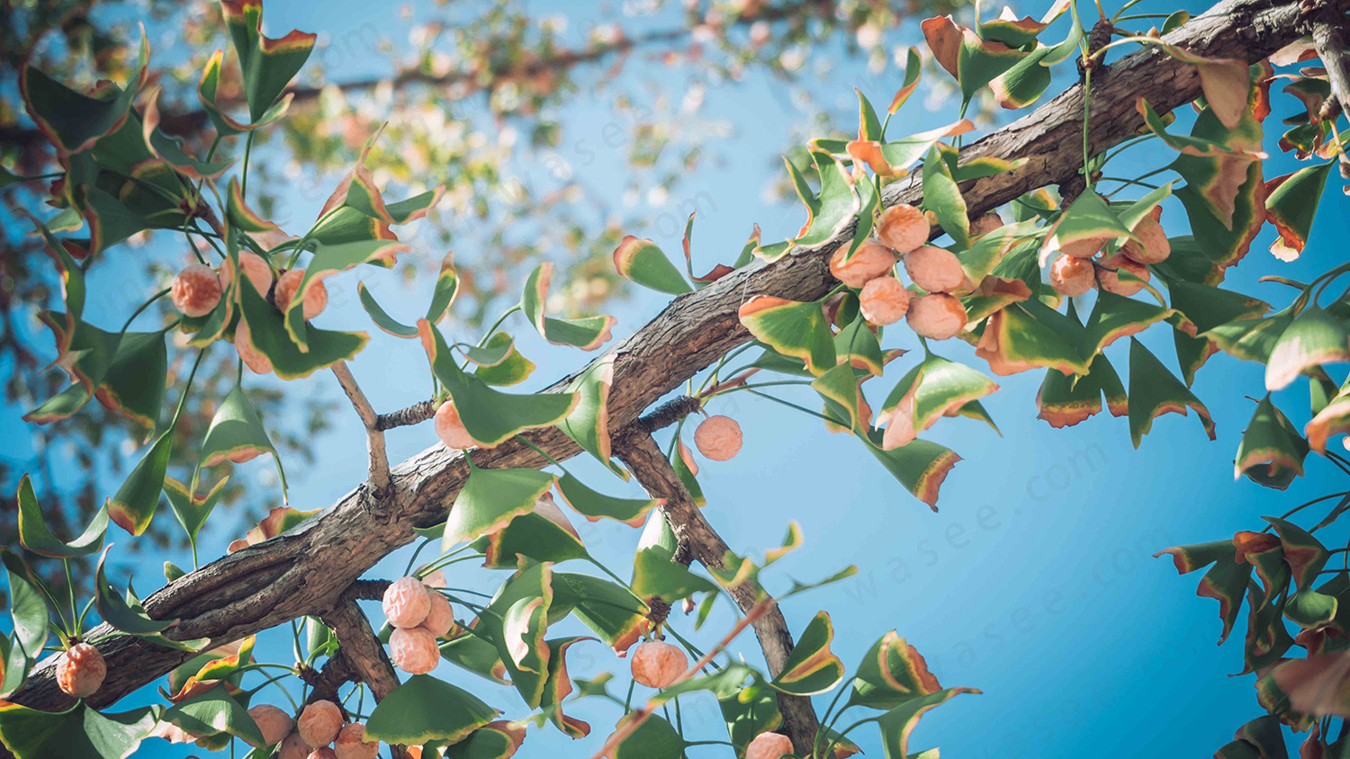 （背景虚化的照片）
