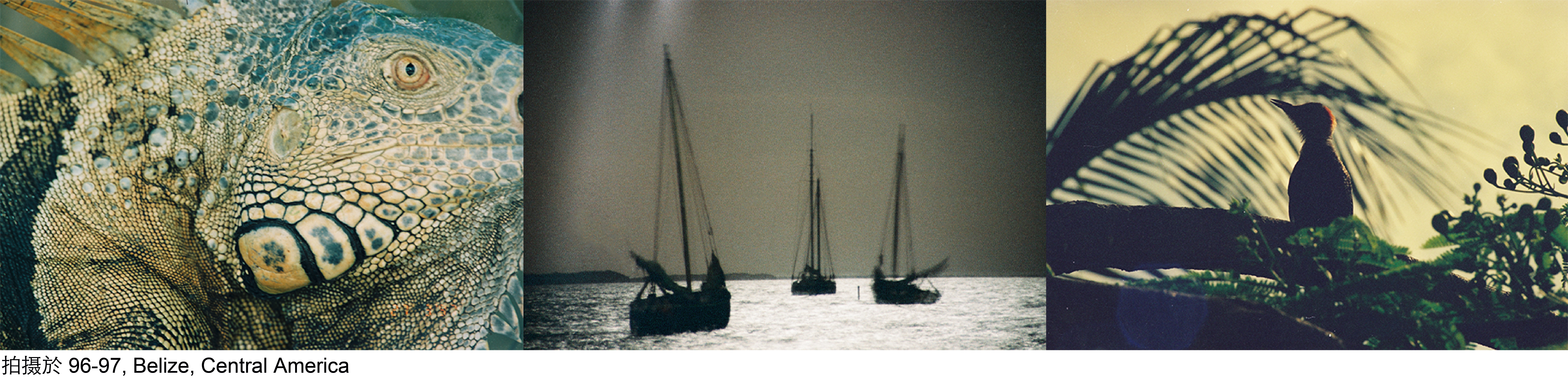 诺亚大象：照骗