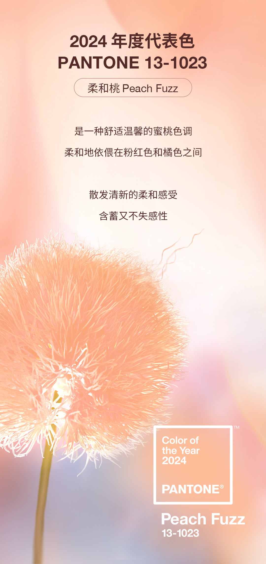 PANTONE 2024 年度代表色正式发布：PANTONE 13-1023 柔和桃 Peach Fuzz（图ZMTQ2MjE4NzY=） - 资讯 - 站酷设计师Pantone彩通原创素材 - 站酷ZCOOL