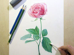 纸上彩铅--《玫瑰系贰》随录