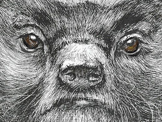 蜜獾（個(gè)人主頁(yè)-ZMjEzMjQ3Njg=） - 新銳潮流插畫(huà) - 站酷設(shè)計(jì)師瓦達(dá)西瓦一梵高原創(chuàng)素材 - 站酷ZCOOL