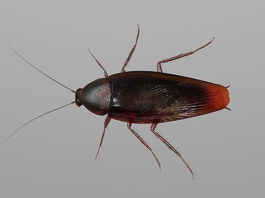 c4d  3d三维蟑螂模型 3d三维全息模型