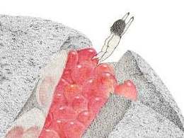 fruit