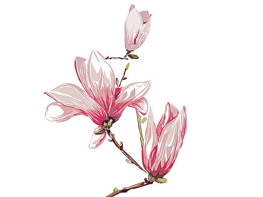    玉兰花 