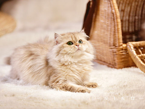 吃仙气长大的猫猫