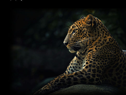 珠宝内刊（个人主页-ZMTQ4ODk0ODg=） - 书籍/画册 - 站酷设计师海则西原创素材 - 站酷ZCOOL