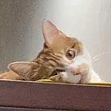猫爪草Meow的头像