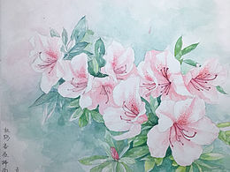 杜鹃花
