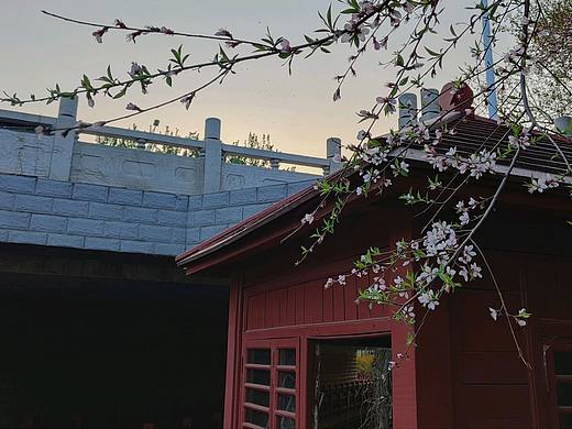 春来无事，只为花忙（个人主页-ZNTYzNzc0NzY=） - 其他摄影 - 站酷设计师平川和也原创素材 - 站酷ZCOOL