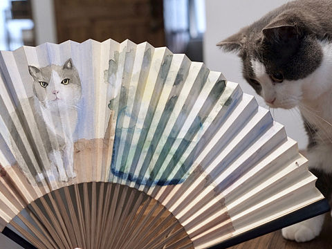 芍药与猫，