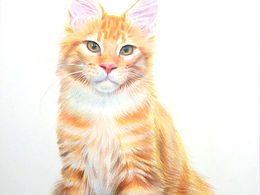 彩铅画《缅因猫》