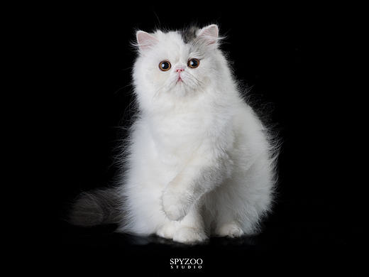 乖宝宝 异国长毛猫拍摄天津宠物猫摄影