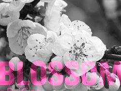 BLOSSOM——绽放【iPhone壁纸】