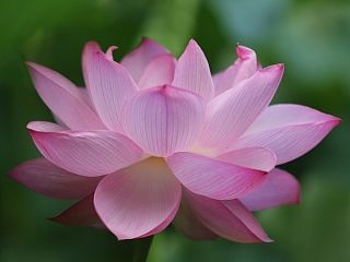 不忍池の一期一会