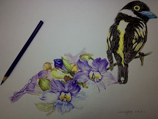 彩铅花鸟