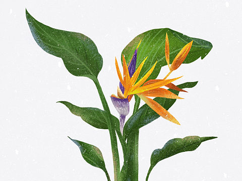 两张插画 | 植物🌱