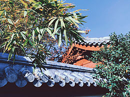 林园一角