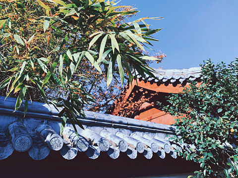 林园一角