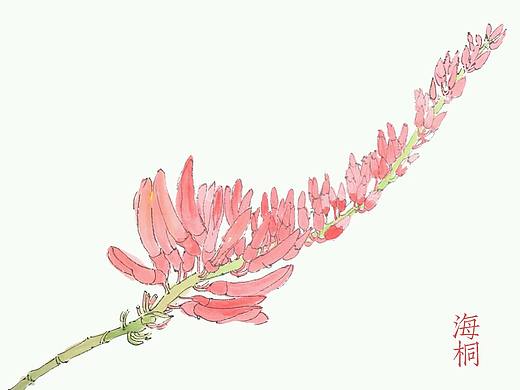 草本植物绘画