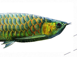 龙鱼插画