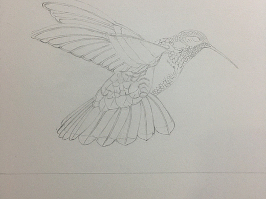 《蜂鸟》完成及过程图