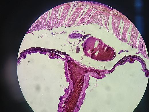 生物细胞观察