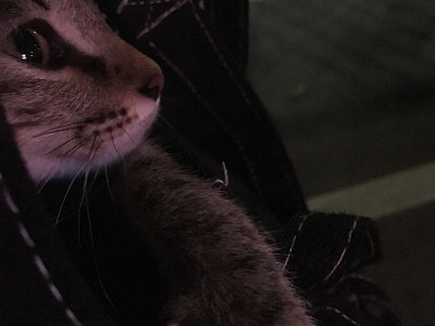 日常（个人主页-ZMjk3MzY5OTY=） - 宠物摄影 - 站酷设计师YukiLeee原创素材 - 站酷ZCOOL