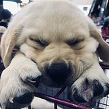 波妞的宗介的头像