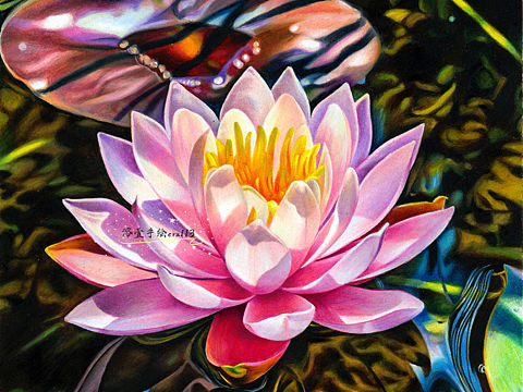 溶萱彩铅手绘《莲》 尺寸：26×36cm