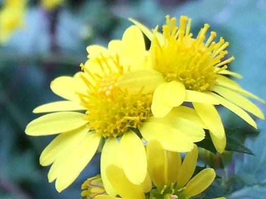 路边的野花不要采（个人主页-ZMTQwMTI0NTY=） - 其他摄影 - 站酷设计师凤飞花香fly原创素材 - 站酷ZCOOL