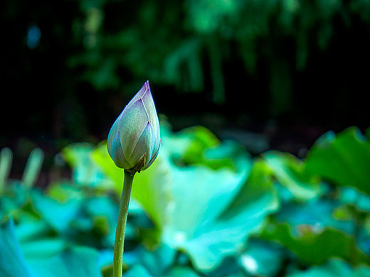 让心静下来,即便是盛夏你也能感觉到凉爽