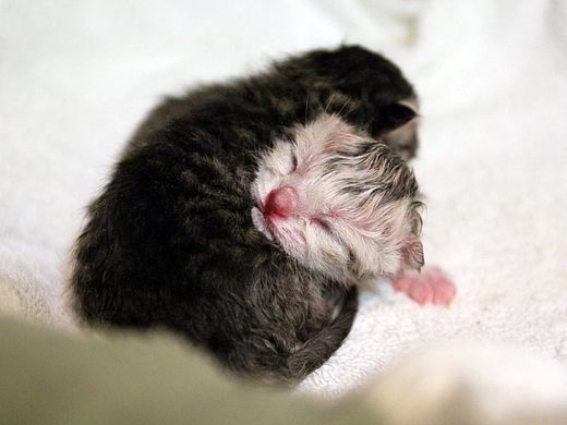 【麻将集】-2015