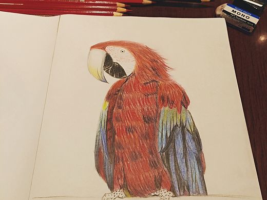 鹦鹉