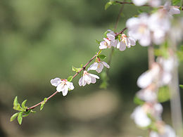 桃花朵朵开