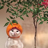 橘子星球的头像